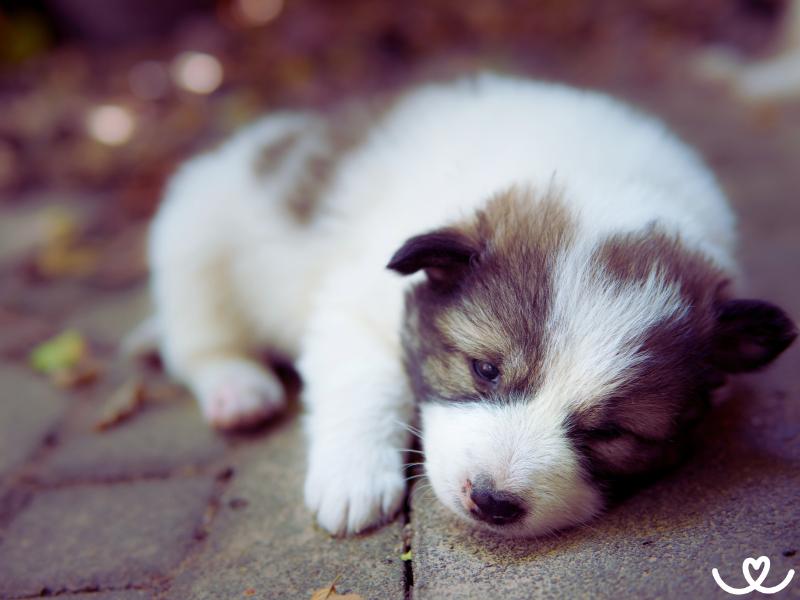 Plemeno-thai-bangkaew-dog (2)